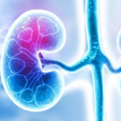 Bệnh thận mãn tính ảnh hưởng đến hệ vi sinh đường ruột như thế nào?