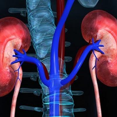 Suy giảm vi khuẩn Lactobacillus gây nên chứng táo bón ở bệnh thận