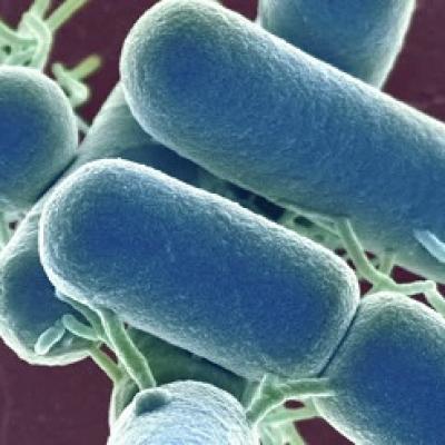 Tác dụng trên da của vi khuẩn lactic trong men sữa chua BeSpo